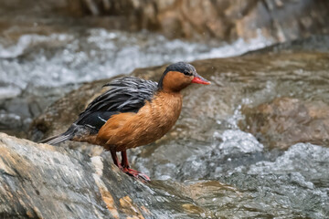 Female Torrent Duck on River Rock