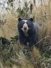 Spectacled Bear in Andean Highlands