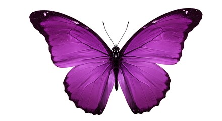 Vibrant Purple Butterfly with Intricate Wing Patterns on White Background