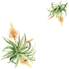 Fototapeta premium Aloe vera with orange blossom watercolor illustration
