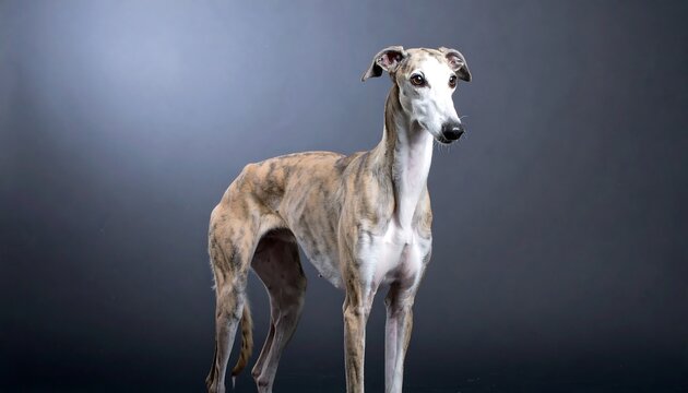 Studio shot of a greyhound