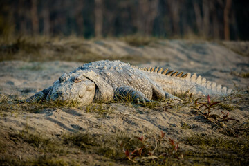 Large Crocodile Basking Beside River in Early Morning Light at Chitwan National Park