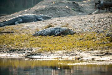 Large Crocodile Basking Beside River in Early Morning Light at Chitwan National Park