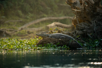Obraz premium Crocodile Resting on a Riverbank in Chitwan