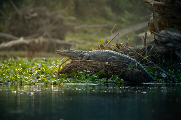 Crocodile Resting on a Riverbank in Chitwan