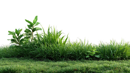 Obraz premium Green Grass and Plant: A vibrant display of lush, green grass, with individual blades of varying heights and textures, flourishes, alongside plants providing a refreshing aesthetic.