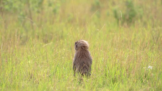 Baboon eating from the grass Tanzania