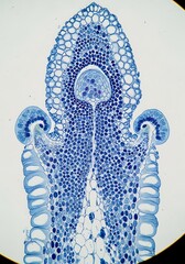 Delicate cellular arrangement, a microscopic view of plant tissue study