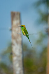 Vibrant Green Bee-eater Perched on Fence Wire in Chitwan National Park