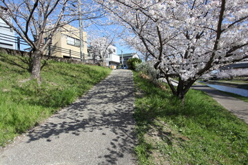 桜の咲く川沿いの坂道　