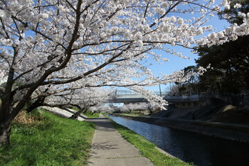 桜の咲く川沿いの道