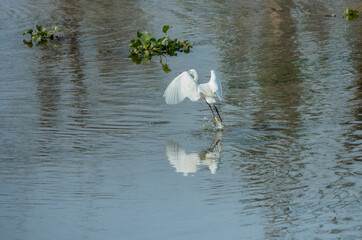 Graceful Egret in Flight Above the River Waters of Chitwan National Park