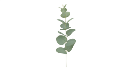 Elegant single eucalyptus branch with vibrant green, round leaves, isolated on a clean white background, ideal for floral arrangements, natural decor, or botanical design elements