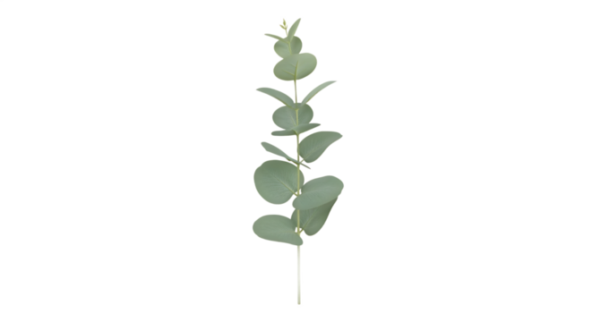Elegant single eucalyptus branch with vibrant green, round leaves, isolated on a clean white background, ideal for floral arrangements, natural decor, or botanical design elements