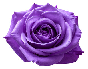 Close-Up of Purple Rose with Dramatic Shadows, isolated on transparent background PNG