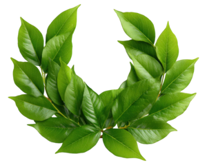 Laurel wreath green leaf nature victory award achievement success botanical decorative isolated symbol of honor and celebration fresh and vibrant traditional element