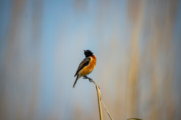 Stonechat Bird Perched Gracefully on Reed in Chitwan National Park, Nepal
