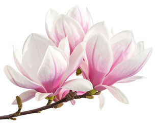 Obraz premium Branch of Blooming Magnolia Flowers with Buds, isolated on transparent background PNG