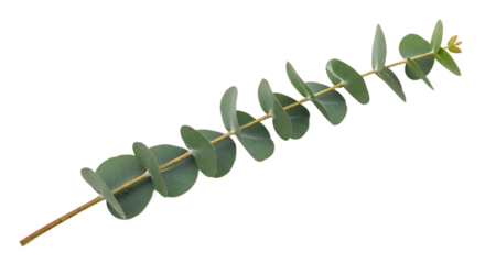 Lush green single eucalyptus branch with fresh leaves, showcasing natural botanical beauty and aromatic potential against a clean white background for design elements