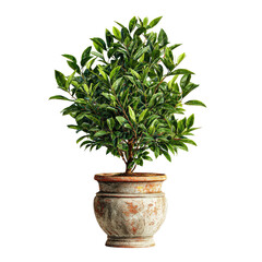 Obraz premium Lush potted plant in terracotta pot