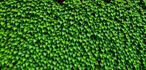 Vast, verdant wall of interwoven green creeper leaves, panoramic view,  creeper, jungle