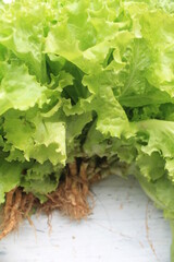 Lettuce on a wooden table