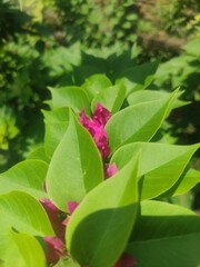 Close-up of bougainvillea flowers and leaves with vibrant colors and natural tropical detail