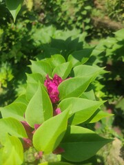Close-up of bougainvillea flowers and leaves with vibrant colors and natural tropical detail