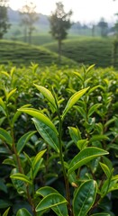 Fototapeta premium Sunrise Dew on Tea Leaves