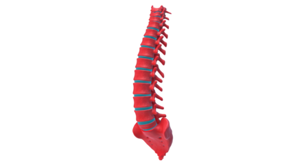 Human Lumbar Spine Anatomy 3D Model illustration featuring lumbar, discs, 3d, diagram, flexibility, physiology concept design