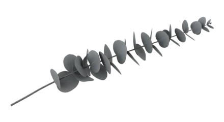 Isolated single eucalyptus branch with distinctive round, silver-dollar-like leaves, offering a serene botanical aesthetic for modern natural designs and decor