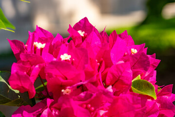 Bougainvillea spectabilis, also known as great bougainvillea, is a species of flowering plant. It is native to Brazil, Bolivia, Peru, and Argentina's Chubut Province. It is widely grown as an ornament