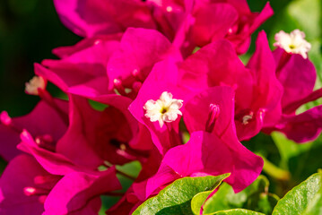 Obraz premium Bougainvillea spectabilis, also known as great bougainvillea, is a species of flowering plant. It is native to Brazil, Bolivia, Peru, and Argentina's Chubut Province. It is widely grown as an ornament