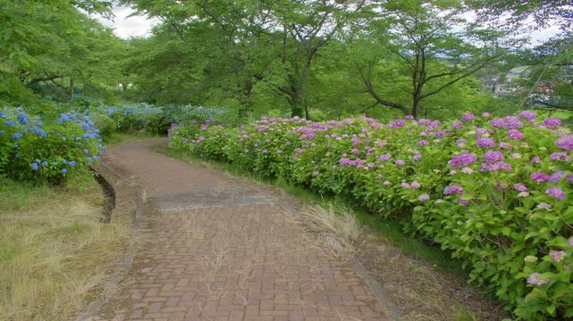愛宕山公園の紫陽花 Hydrangeas at Atagoyama Park