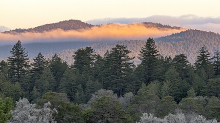 Obraz premium Golden Hour Mist: Redwood Forest Vista with Mountain Backdrop at Dusk