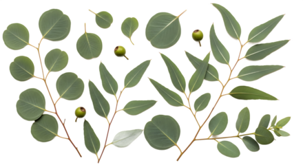 Fresh eucalyptus leaves and small buds, artfully arranged and captured from an overhead perspective. Isolated on a pristine white background, ideal for botanical designs