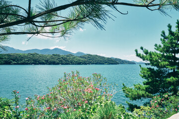 湖畔に咲くツツジ