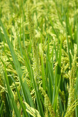 Naklejka premium Beautiful Green Rice Field with Grain Heads in Farmland During Growing Season