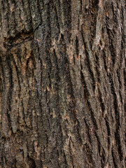 Rough tree bark texture background in natural forest.