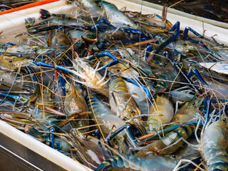 Fresh River Shrimp Display on Market Stall at Local Marketplace.