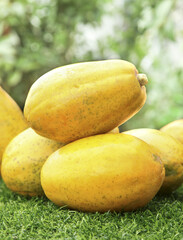 Fresh Yellow Papaya Fruits on Grass - Tropical Hainan Fruit Harvest