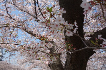 Close-up of Cherry Blossoms Sakura in Full Bloom Under Clear Blue Sky