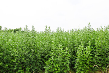 Wild Mugwort Plants Growing Fresh in Natural Fields - Dense Green Vegetation © LyVan