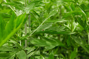 Wild Mugwort Plants with Large Fresh Green Leaves Growing in Natural Field Environment