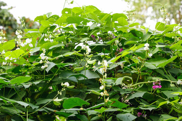 Green lentil plants growing in field with white flowers blooming in agricultural crop cultivation