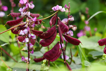 Fresh Purple Lentil Pods with Pink Flowers Growing in Garden Ready for Harvest