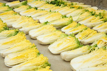 Sundried Napa Cabbages Drying in Field - Traditional Vegetable Preservation in Shandong China