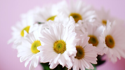 Fototapeta premium A delicate bouquet of daisies bathed in soft light, symbolizing purity and simplicity.