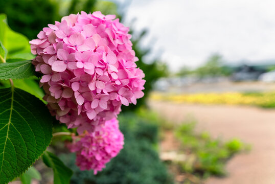 Selective focus of Hydrangea Flower