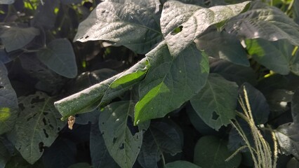 害虫による食害を受けた大豆の葉